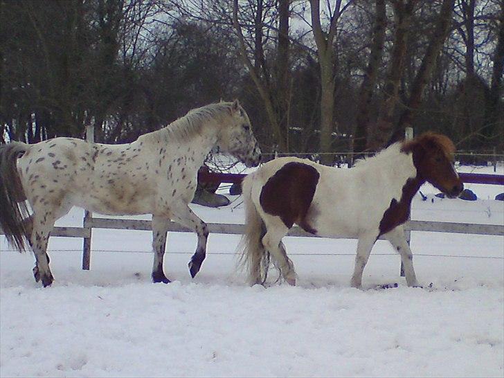 Knabstrupper amigo `solgt´ - amigo og perle mussen billede 5