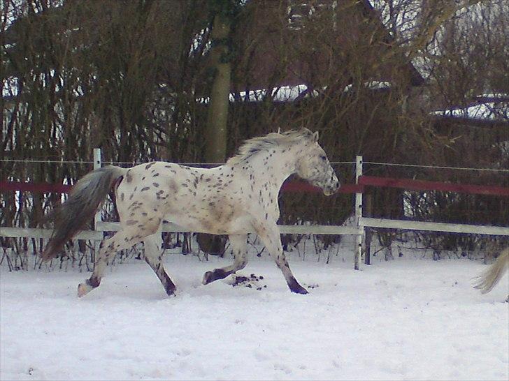 Knabstrupper amigo `solgt´ billede 6