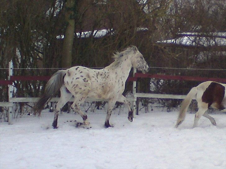Knabstrupper amigo `solgt´ - amigo og lidt af perle billede 7