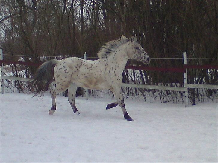 Knabstrupper amigo `solgt´ billede 8