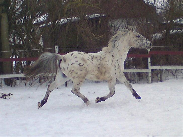 Knabstrupper amigo `solgt´ billede 9