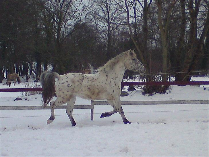 Knabstrupper amigo `solgt´ billede 10