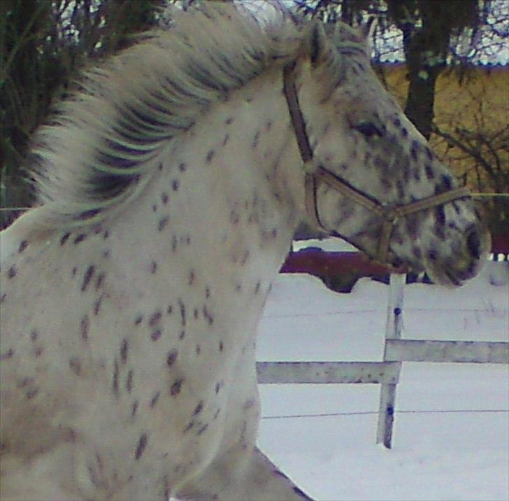 Knabstrupper amigo `solgt´ billede 11