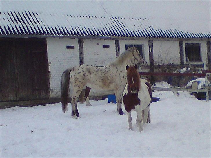 Knabstrupper amigo `solgt´ - amigo og mussen billede 12