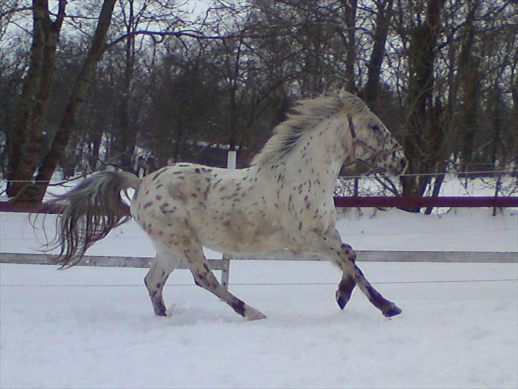 Knabstrupper amigo `solgt´ billede 13