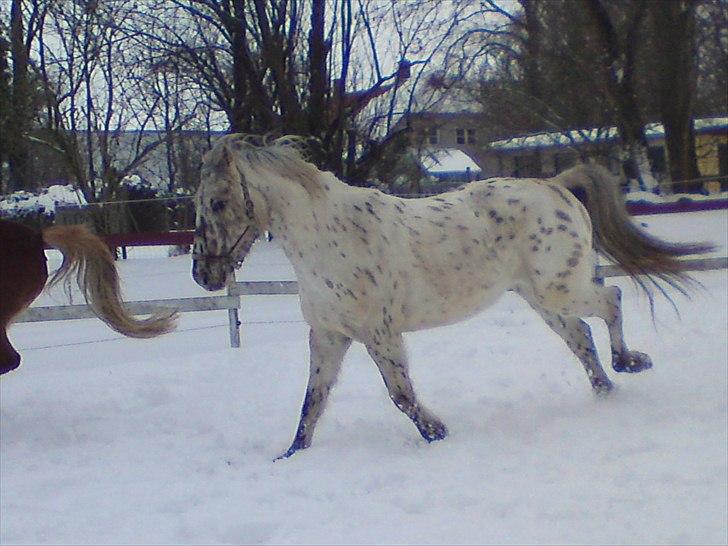 Knabstrupper amigo `solgt´ billede 14