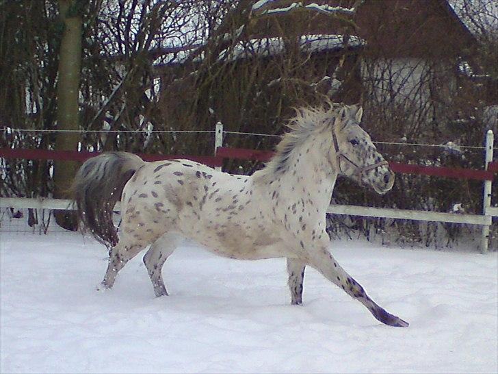 Knabstrupper amigo `solgt´ billede 15