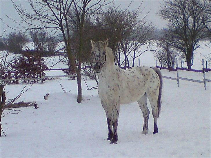 Knabstrupper amigo `solgt´ billede 16