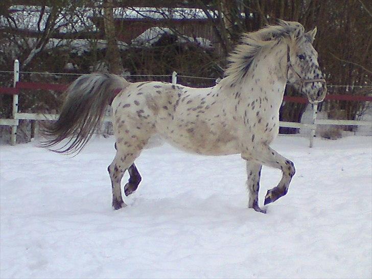 Knabstrupper amigo `solgt´ billede 17