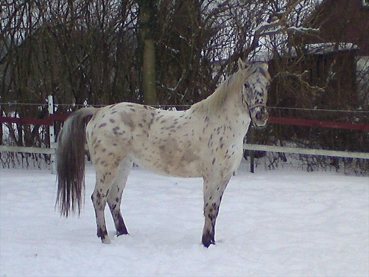 Knabstrupper amigo `solgt´ billede 18