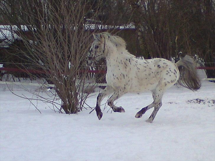 Knabstrupper amigo `solgt´ billede 19