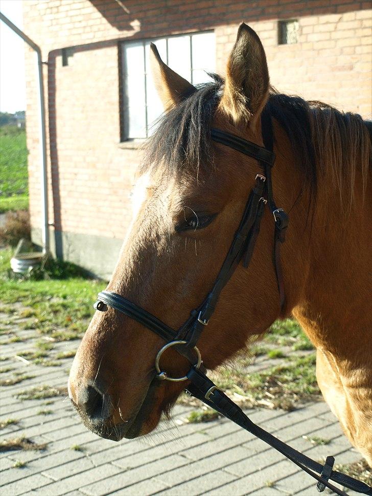 Anden særlig race Freja billede 7