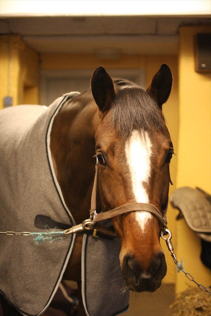 Dansk Varmblod May Candeloro billede 4