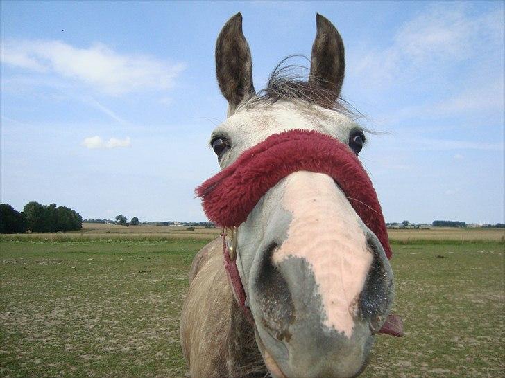 Anden særlig race Olympia <33 *Solgt* - "Det dufter sjovt, Kan man spise det??" billede 6