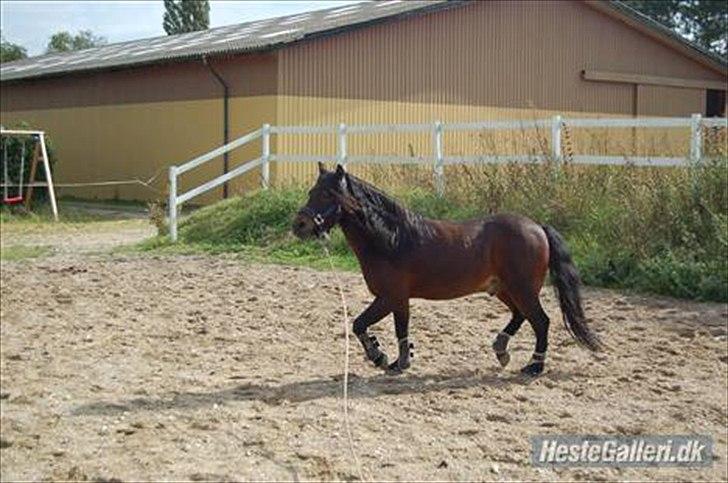 Dartmoor Filur *Gamle part* billede 7