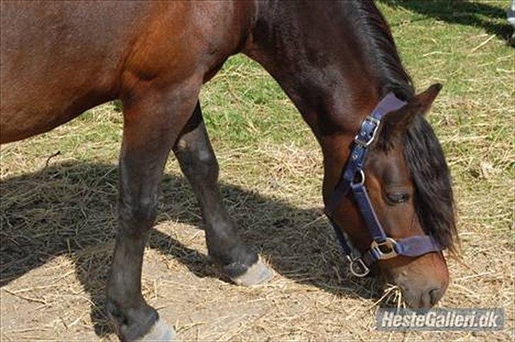 Dartmoor Filur *Gamle part* - spisser lige lidt græs billede 8