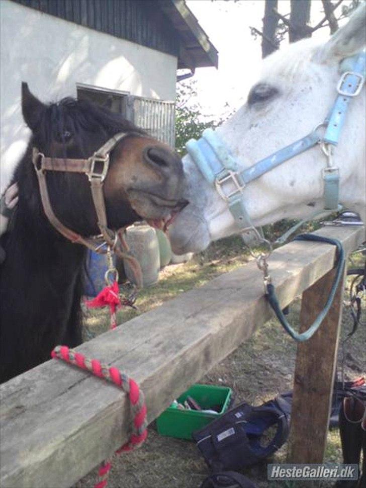 Dartmoor Filur *Gamle part* - filur bliver sat på plads af en af hans kærster<3 billede 9