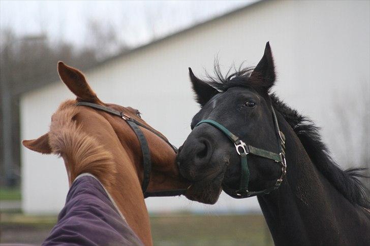 Dansk Varmblod Feldbæks Chicco  - Chicco og hans bedste ven, Landiamo ;p Foto: Mig billede 15