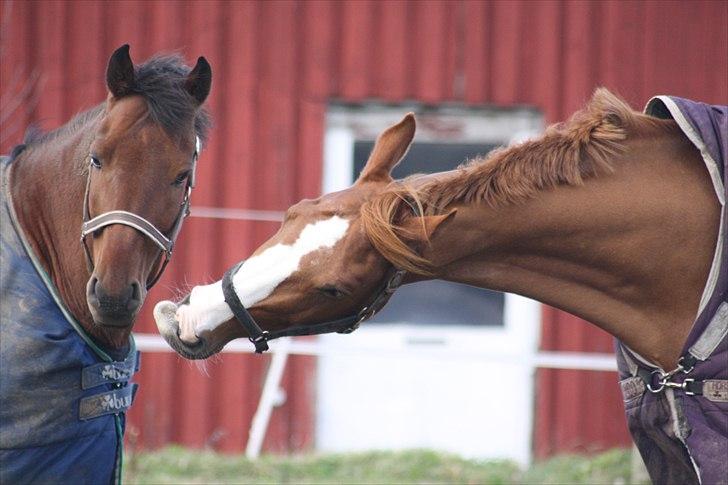 Dansk Varmblod Feldbæks Chicco  billede 16