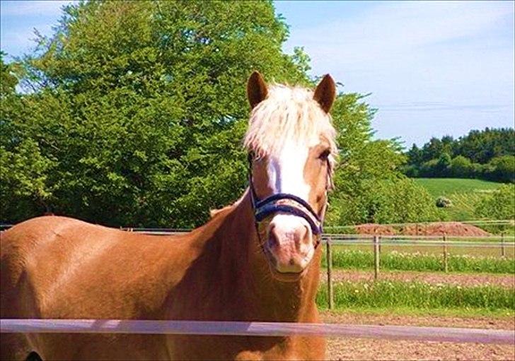Haflinger Alladin Hestbjerggaard <3 - Alladin<3 billede 12