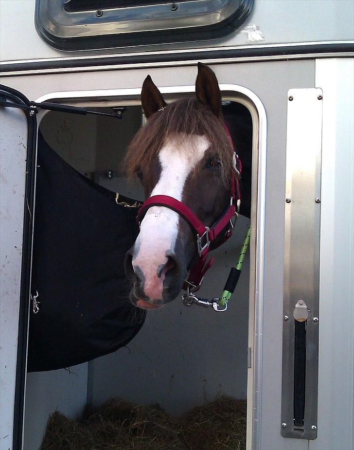 Hollandsk Sportspony •Challenge• billede 16