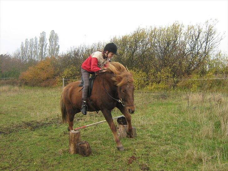 Islænder Thor fra Quistgård billede 16