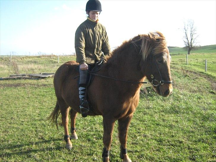 Islænder Thor fra Quistgård billede 17