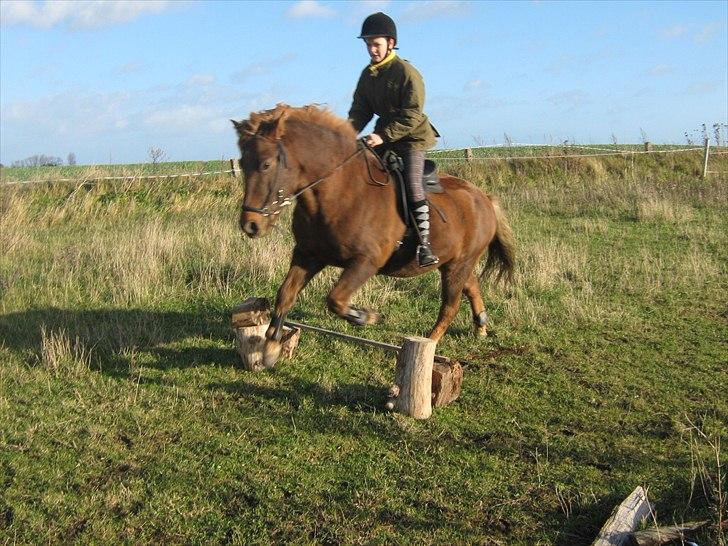 Islænder Thor fra Quistgård billede 18