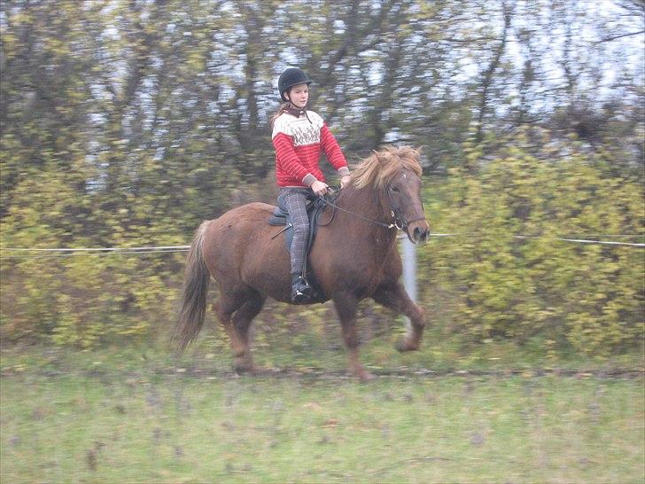 Islænder Thor fra Quistgård billede 19