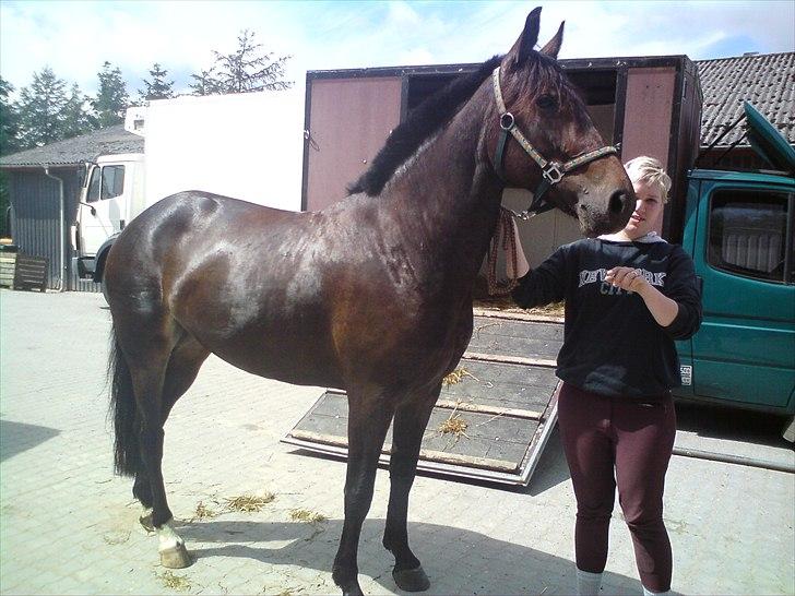 Anden særlig race flying maddie SOLGT billede 17