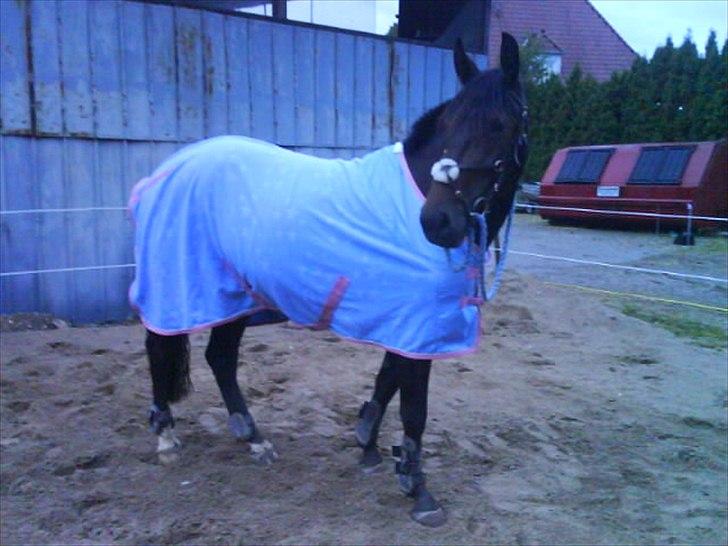 Anden særlig race flying maddie SOLGT billede 18