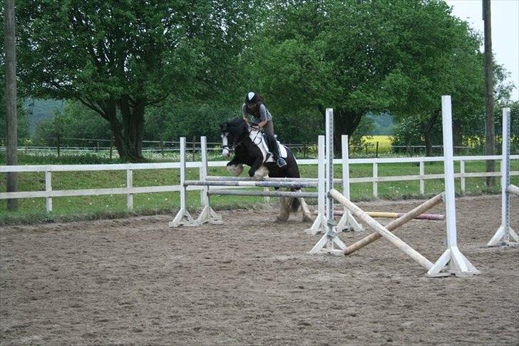 Irish Cob Dipsy - I Could't Really Use a Wish Right Now.. :* billede 3