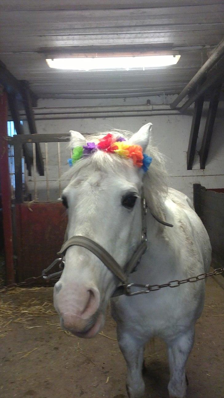 Hollandsk Sportspony Blue moon - Hehe;P<3<3 Foto: Julie 2009 billede 11