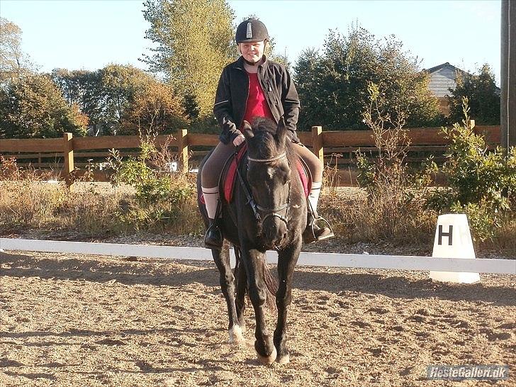 Welsh Cob (sec D) Chalfont Carrissima - mig der rider hende (en af de første gange jeg red hende) billede 13