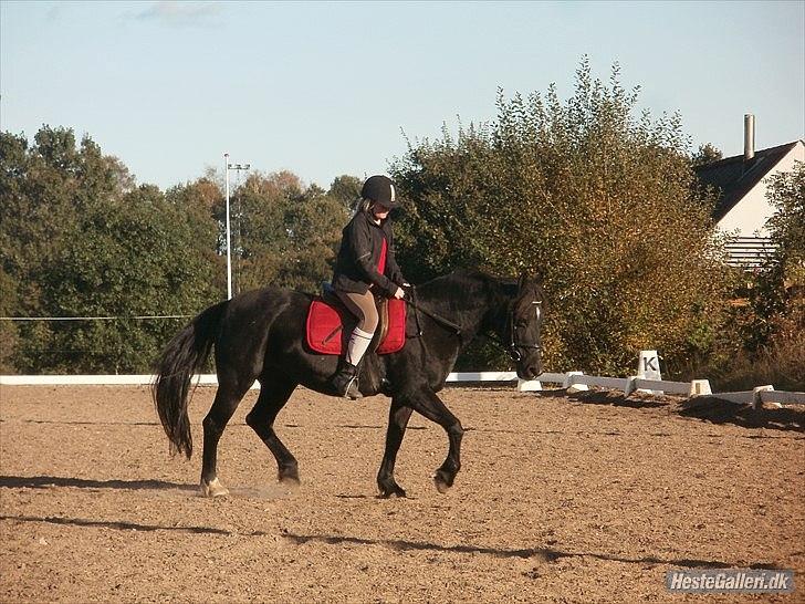 Welsh Cob (sec D) Chalfont Carrissima - Trav billede 14