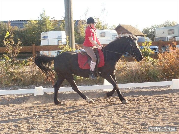 Welsh Cob (sec D) Chalfont Carrissima - Galop billede 15