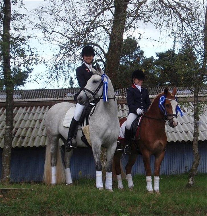 Hollandsk Sportspony Blondie - min dejlige pony billede 17