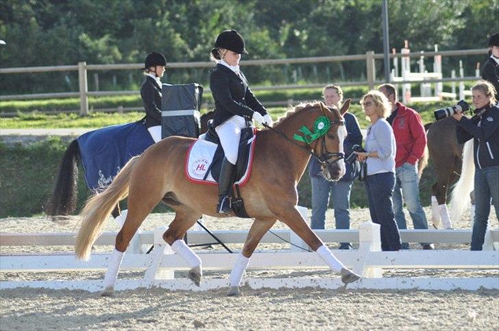Hollandsk Sportspony Blondie - DM 2010 -  Nummer 6, :) billede 18