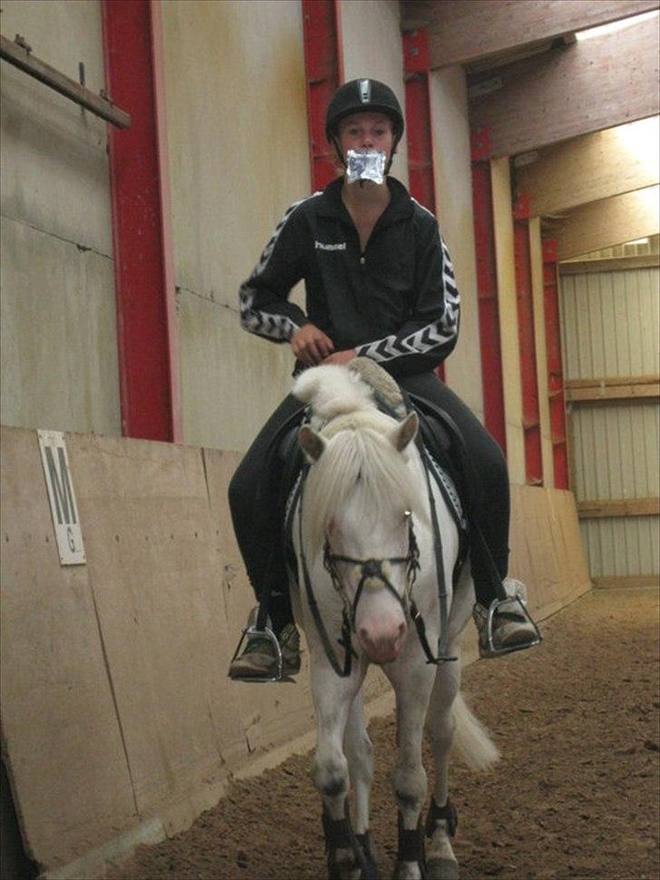 Hollandsk Sportspony Snobby - os to, jeg elsker dig skat! billede 5