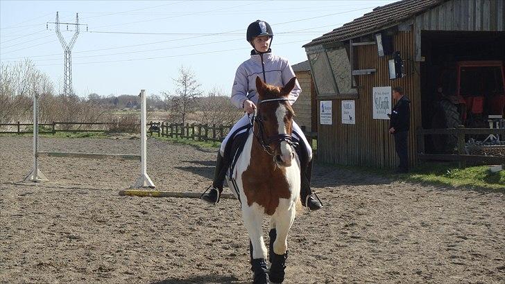 Pinto Mikki (solgt) :(  - smukke mikki foto: søs (min mor ) billede 6