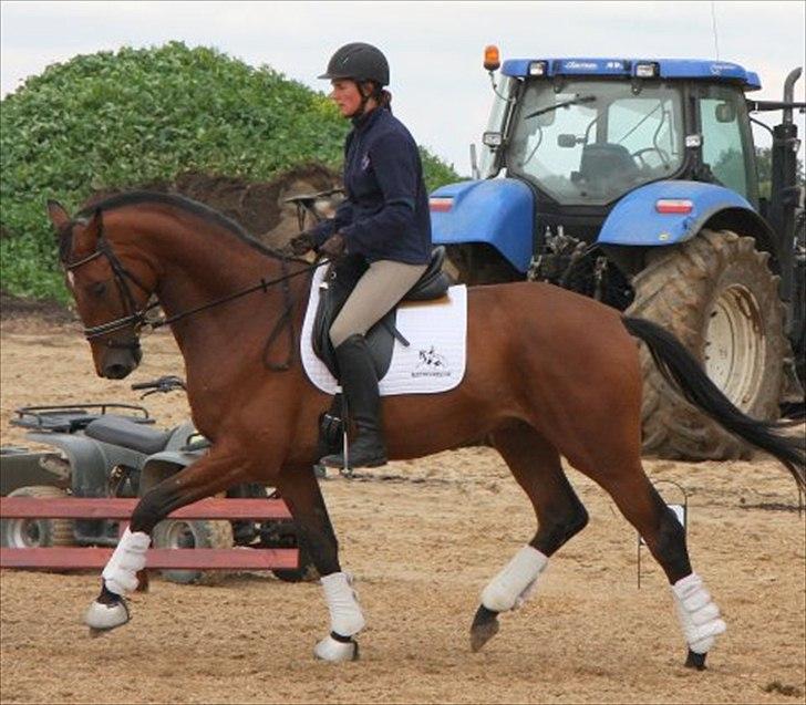 Trakehner Ozzy Cooper - Ozzy med hende der red ham før. billede 6