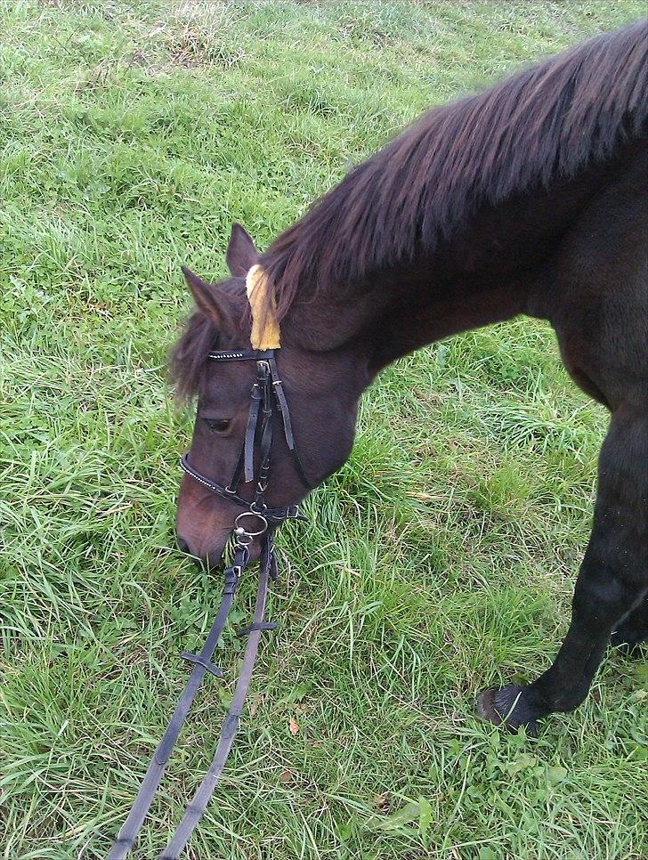 New Forest Bella - Fra da hun var halt ;( <3 billede 1