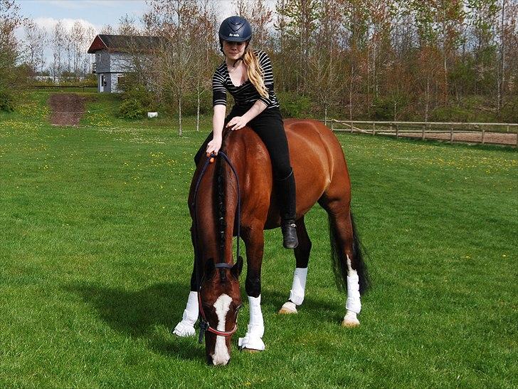 DSP Brown Bodean - solgt - Bodean den dan jeg solgte ham  billede 12