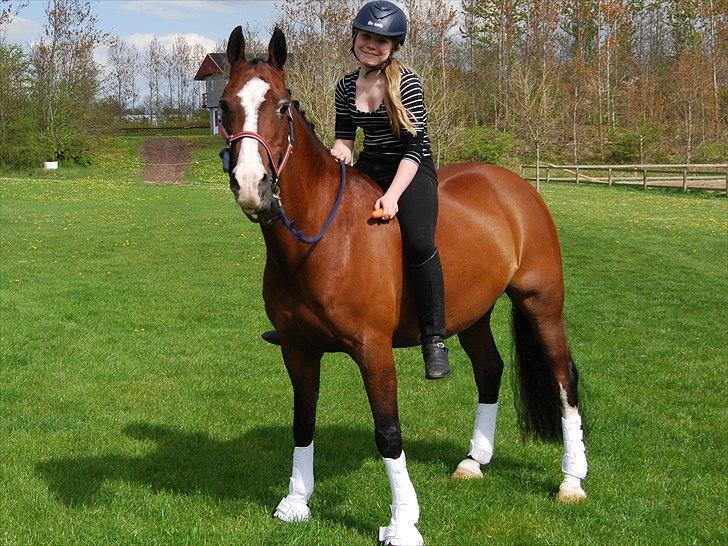 DSP Brown Bodean - solgt - dejlige Bodean:) billede 13