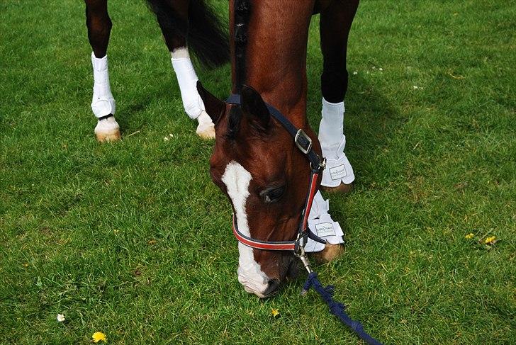 DSP Brown Bodean - solgt - Mig.,  billede 14