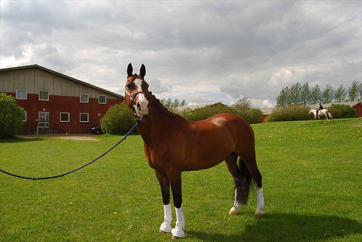 DSP Brown Bodean - solgt - Her er jeg :) billede 15