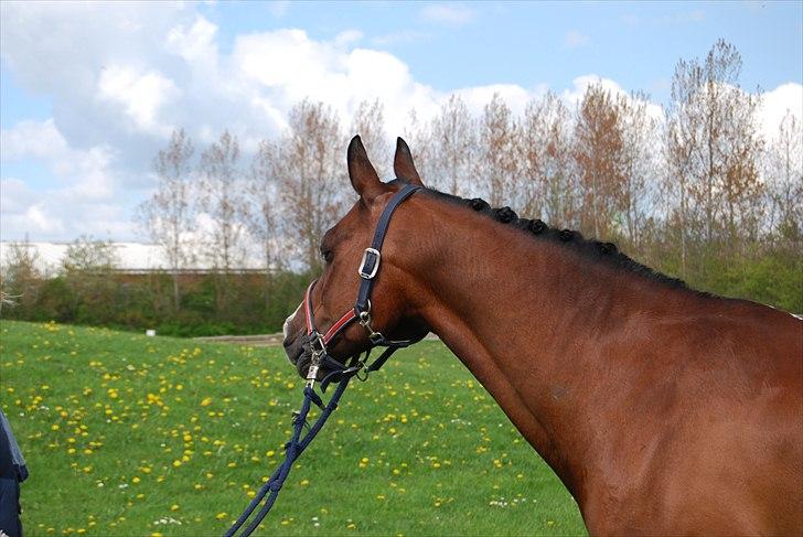 DSP Brown Bodean - solgt - Bodean :) billede 16