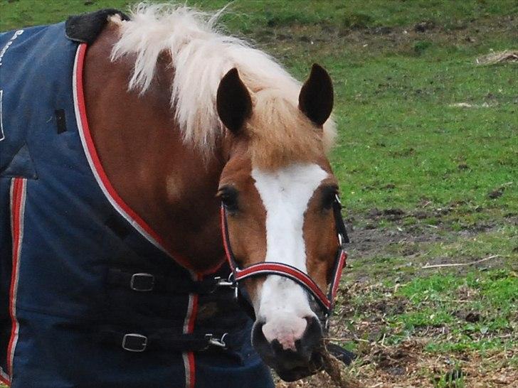 Hollandsk Sportspony Blondie billede 20