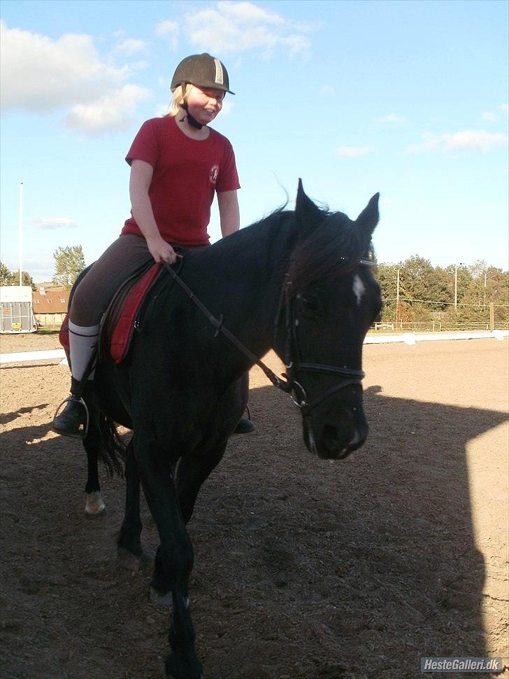 Welsh Cob (sec D) Chalfont Carrissima - Smukt billede 16