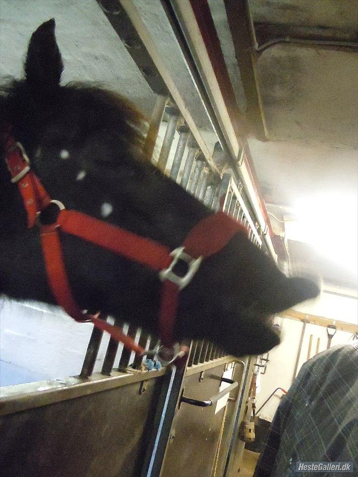 Welsh Cob (sec D) Chalfont Carrissima - Smilllll til fotografen billede 17